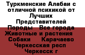 Туркменские Алабаи с отличной психикой от Лучших Представителей Породы - Все города Животные и растения » Собаки   . Карачаево-Черкесская респ.,Черкесск г.